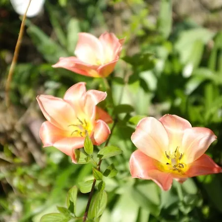 Le Clos Morin - D'hotes Nocleg ze śniadaniem 3*