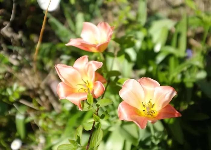 Le Clos Morin - D'hotes Nocleg ze śniadaniem 3*