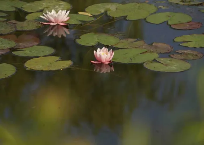 Nocleg ze śniadaniem Le Clos Morin - D'hotes Giverny